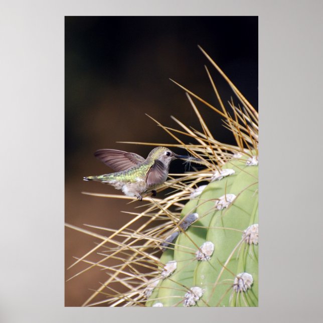 Hummingbird Gathering Nest Material Poster (Front)