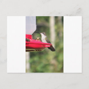 Hummingbird gift ideas  postcard