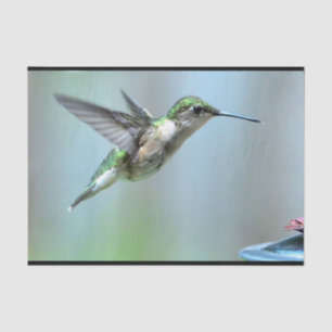 Hummingbird Green Flight Photo Wildlife Tissue Paper
