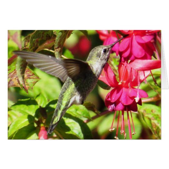 Hummingbird Greeting Card