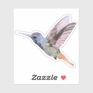 Hummingbird hand drawn