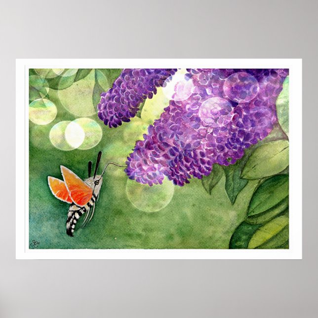 Hummingbird Hawk Moth and Lilacs Poster (Front)