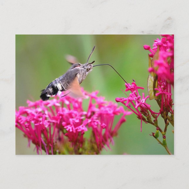 Hummingbird Hawk-moth butterfly in flight Holiday Postcard (Front)