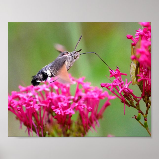 Hummingbird Hawk-moth butterfly in flight  Poster (Front)
