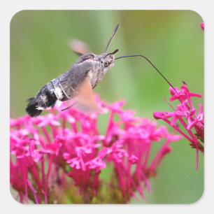 Hummingbird Hawk-moth butterfly in flight   Square Sticker