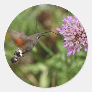 Hummingbird hawk-moth (Macroglossum stellatarum) Classic Round Sticker