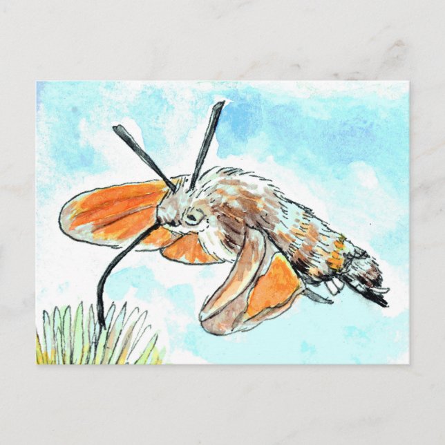 Hummingbird Hawk Moth Painting Postcard (Front)