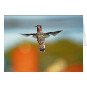 Hummingbird hovering