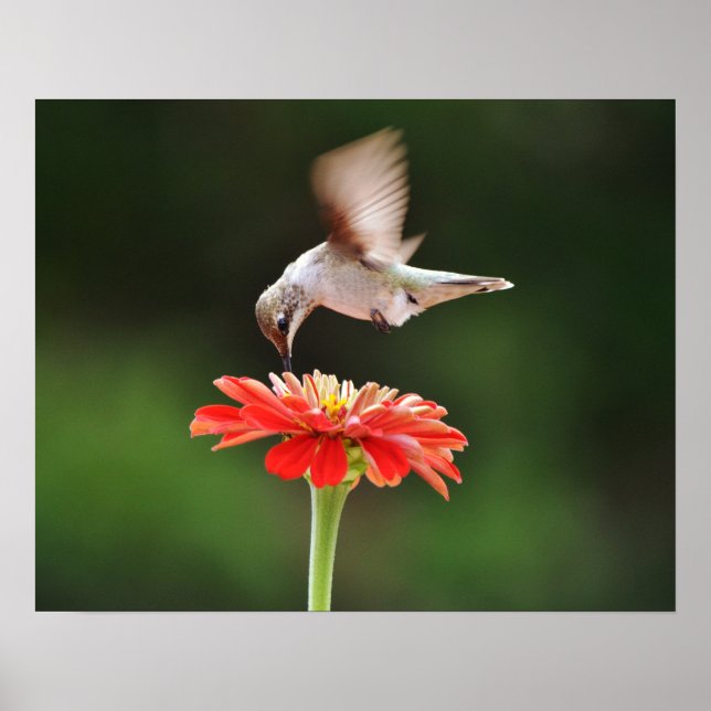 Hummingbird Hovering Over a Red Flower Art Poster (Front)