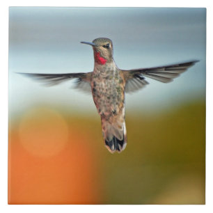 Hummingbird hovering tile