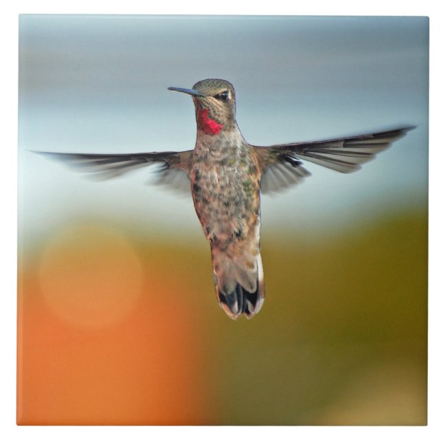 Hummingbird hovering tile (Front)