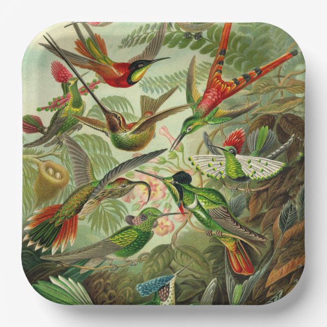 Hummingbird Illustration by Ernst Haeckel  Paper Plate (Front)