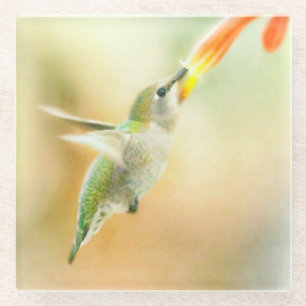 Hummingbird in Early Morning light Glass Coaster