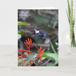 Hummingbird in Flight and Red Flowers Card