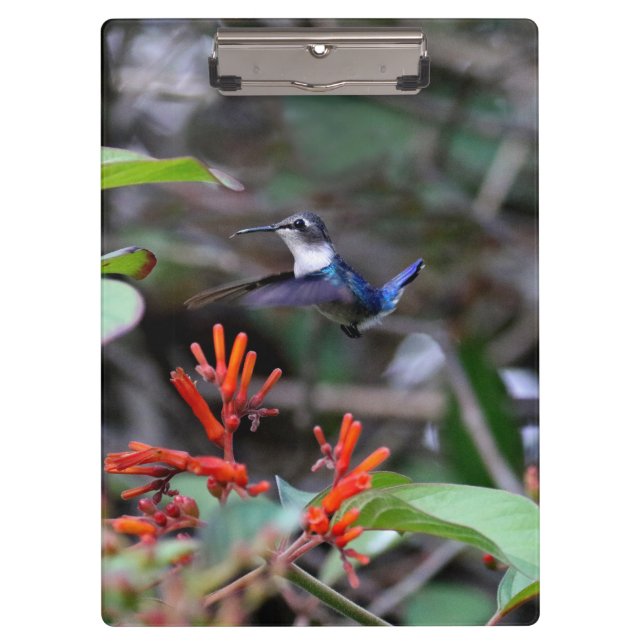 Hummingbird in Flight and Red Flowers Clipboard (Front)