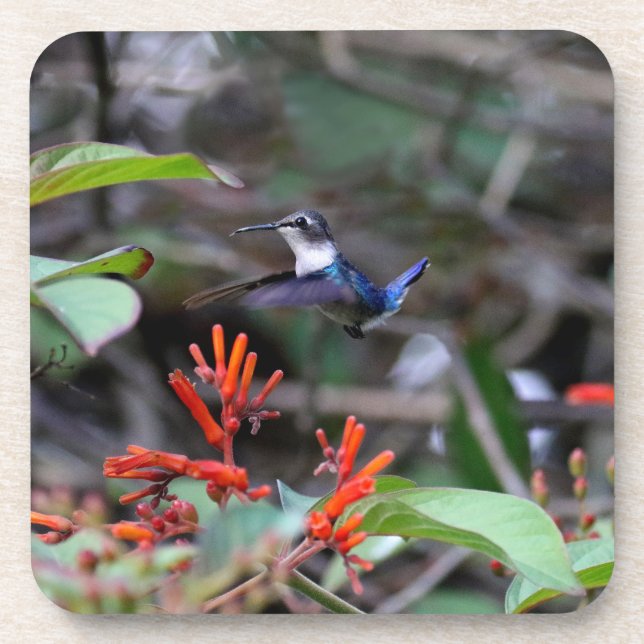 Hummingbird in Flight and Red Flowers Coaster (Front)