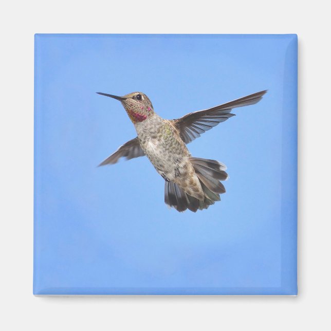Hummingbird in Flight Magnet (Front)