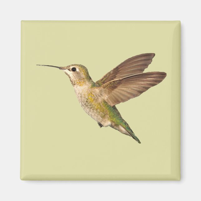 Hummingbird In Flight Magnet (Front)