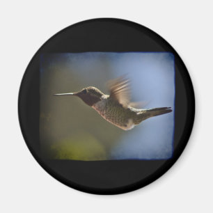 Hummingbird in Flight Magnet