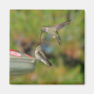 Hummingbird in Flight Magnet