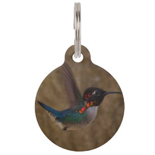 Hummingbird in Flight Pet Tag