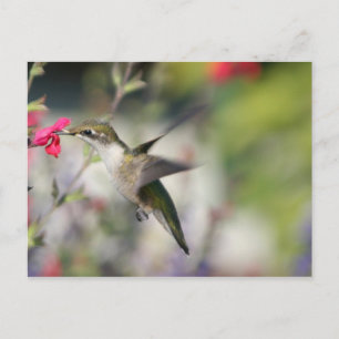 Hummingbird in Flight Postcard