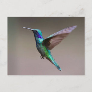 Hummingbird in Flight Postcard