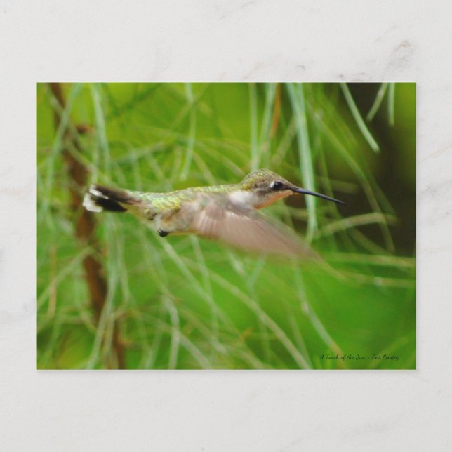 Hummingbird in Flight Postcard (Front)