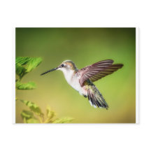 Hummingbird in flight