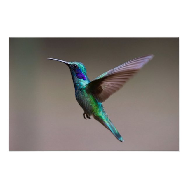 Hummingbird in Flight Poster (Front)