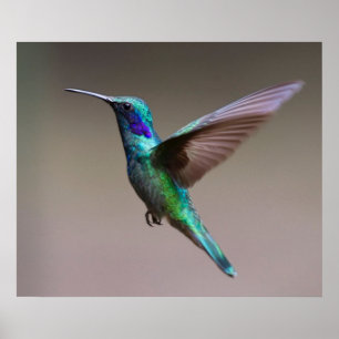 Hummingbird in Flight Poster