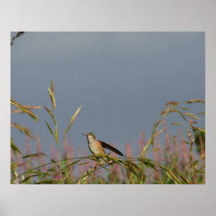 Hummingbird in Grasses Blue Sky Custom name Poster