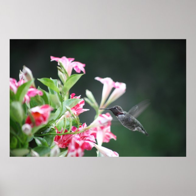 hummingbird in mandevilla poster (Front)