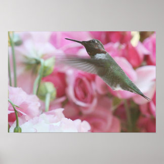 Hummingbird in pink spring flowers poster