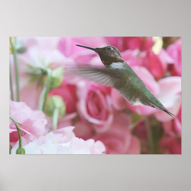 Hummingbird in pink spring flowers poster (Front)