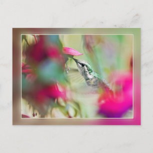 Hummingbird in Soft Fuchsia Postcard