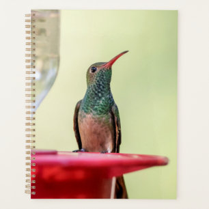 Hummingbird in Texas 2024 Planner