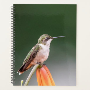 Hummingbird in the Hudson Valley 2024 Planner
