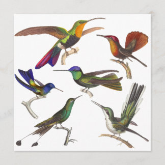 Hummingbird Invitation - 6 Beautiful Hummingbirds