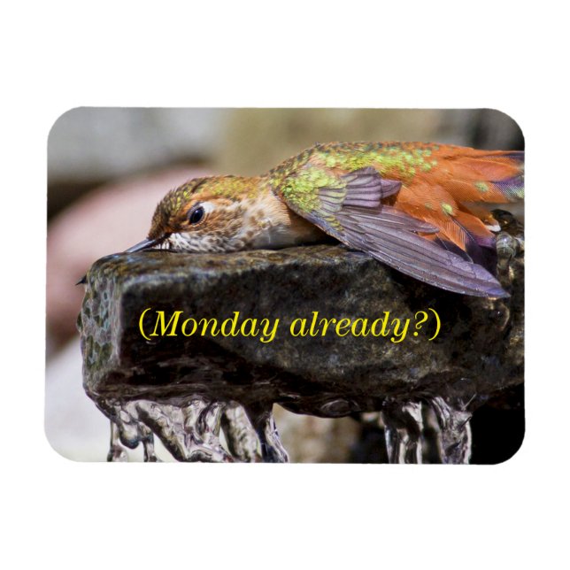 Hummingbird  Laying in Water 2 Magnet (Horizontal)
