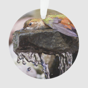 Hummingbird  Laying in Water Ornament
