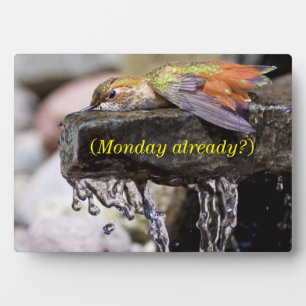 Hummingbird  Laying in Water Plaque