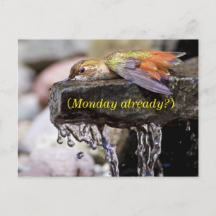 Hummingbird  Laying in Water Postcard