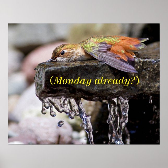 Hummingbird  Laying in Water Poster (Front)