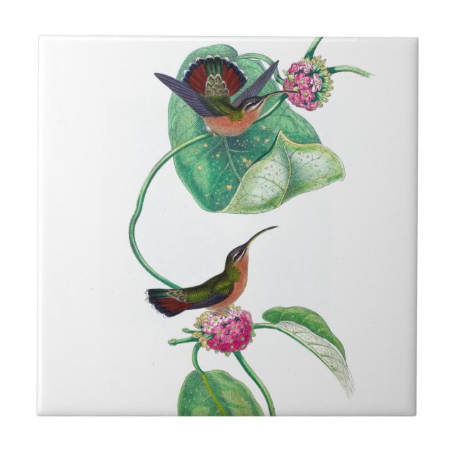 Hummingbird Love Tile (Front)