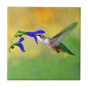 Hummingbird Lunch Tile