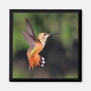 Hummingbird Magnet