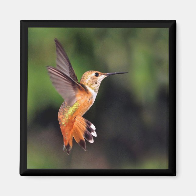 Hummingbird Magnet (Front)