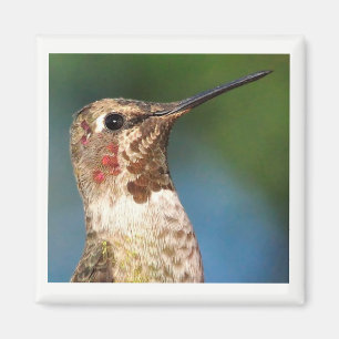 Hummingbird Magnet