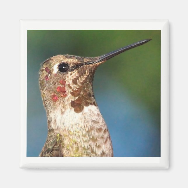 Hummingbird Magnet (Front)